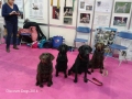 1_Gdiscover-dogs