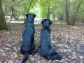 Black-lab-rears