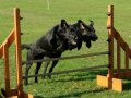 Two dog hurdle